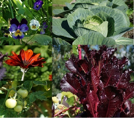 Photo of various produce. Tomatoes, lettuce and cabbage.